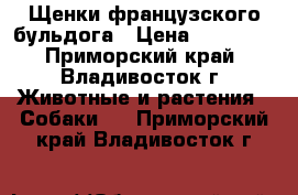 Щенки французского бульдога › Цена ­ 12 000 - Приморский край, Владивосток г. Животные и растения » Собаки   . Приморский край,Владивосток г.